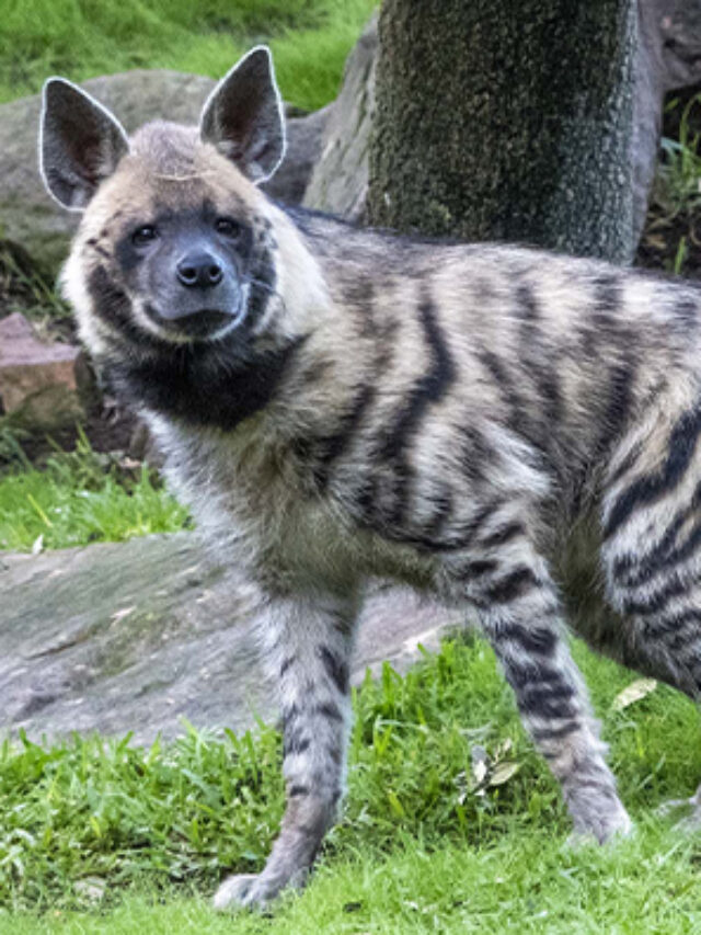 From spotted  to striped: 4 Hyena Species that servived extinction